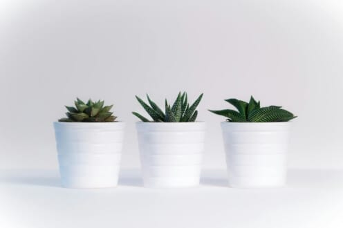 plantas de interior