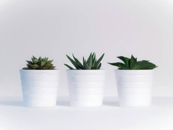 plantas de interior
