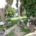 Ref. 4909 - CASTELLET I LA GORNAL - House in Las Masuques ideal for living or rural house